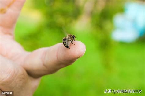 蜜蜂來家裡|蜜蜂進家裡有什麼預兆，網友們來看看